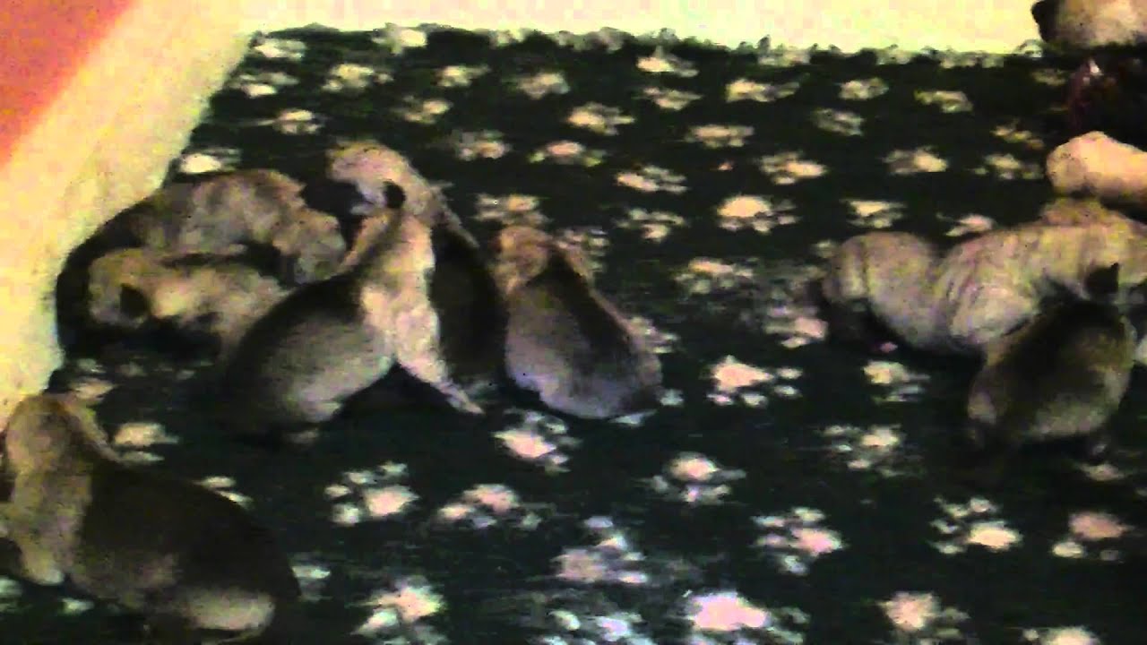 Chiots Chien Loup Tchécoslovaque French Calel