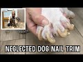 Neglected dog nail trimming  very satisfying paw pad trim down