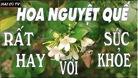 Cây nguyệt Quế - Tác dụng hay của Hoa Nguyệt quế