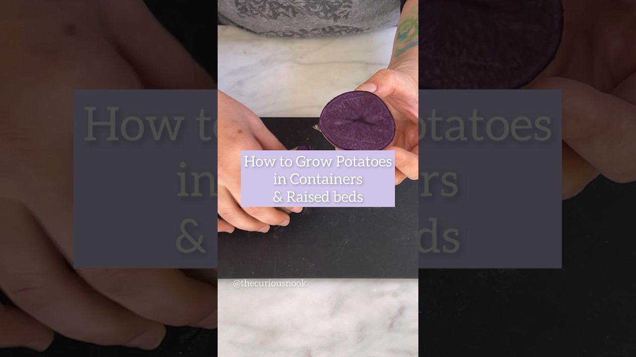 🥔 How to grow potatoes in containers & raised beds! growingpotatoes 