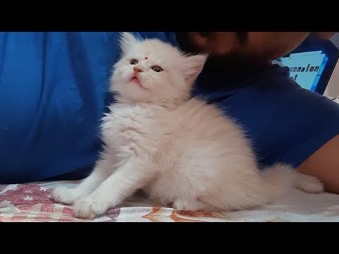 Fairy loves eating, Persian cat food, Persian cat Chocolate, cuty, love fairy, adorable expression