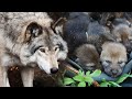 Старый волк нашел в лесу МАЛЕНЬКИХ ВОЛЧАТ. Они были слабы, а их мать пропала