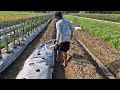 SMART FARMER USES A MINI MULCH LAYING TOOL! FAST & SATISFYING!! - Agricultural Farming