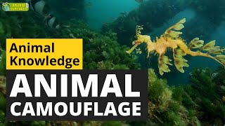 Animal Camouflage  Animals for Kids  Educational Video