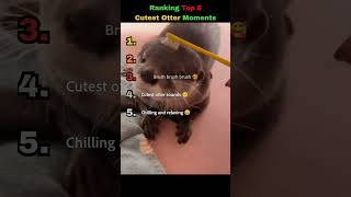 Ranking Top 5 Cutest Otter Moments Ever 🦦🥺