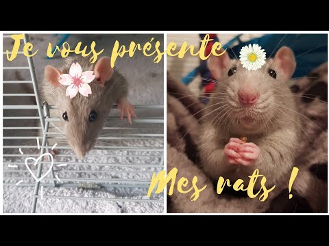 Vidéo: Comment garder votre cage à rat sentir belle
