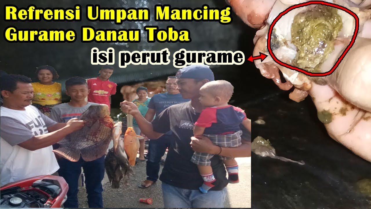 Umpan Mancing Guramedanau Toba Youtube