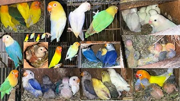 Lovebirds Mutation Breeding Setup Pale Fallow Par blue Albino Java birds Hagoromo Budgies Dove