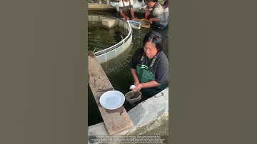 Green Water, Bubbling Ponds : Inside a High-Tech Fish Nursery