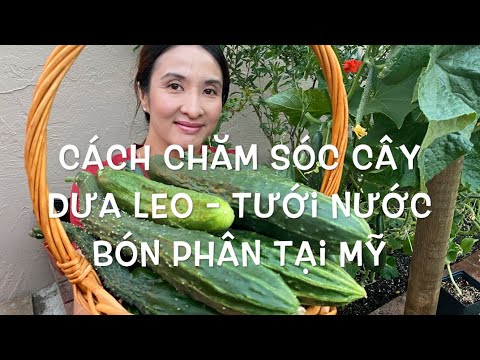 Video: Chính sách OSAGO điện tử: đánh giá và ý kiến chuyên gia