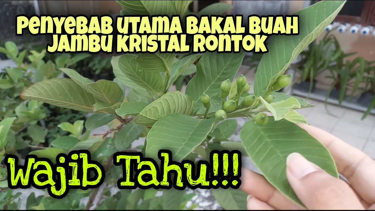 PENYEBAB UTAMA RONTOKNYA BAKAL BUAH JAMBU KRISTAL