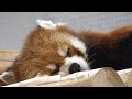 レッサーパンダ　ショウショウくん　爆睡中です　【のんほいパーク】