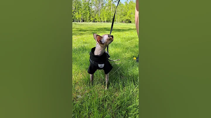 Watch the video about Sphynx Cat Walking in the Park. Green Eyes 💚 #sphynxcat #cat #meowmoments #hairlesscat #pets
