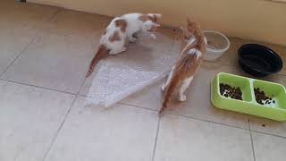 Furry Fun Adorable Kittens Enjoying Playtime With Their Toy Rat