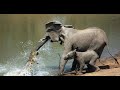 15 SCARIEST Animal Encounters from Africa Caught on Tape
