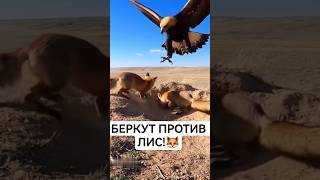🦅🔥 Беркут-защитник! Атаковал лис, спасая зайчат в норе — снято в Калмыкии!