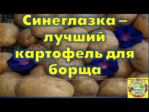 Video: Potato Sante: nav tavsifi