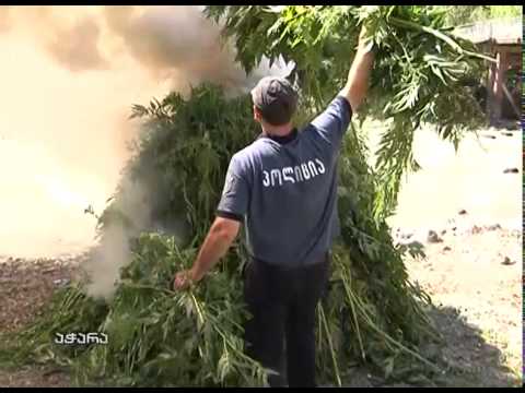 სამართალდამცავებმა 28 ტონა ველურად მზარდი კანაფი გაანადგურეს – შსს