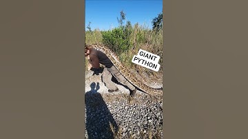 FIRST CLASS! #python #snake #foryou #fyp #fypシ #explore #explorepage #foryoupage #nature #wildlife