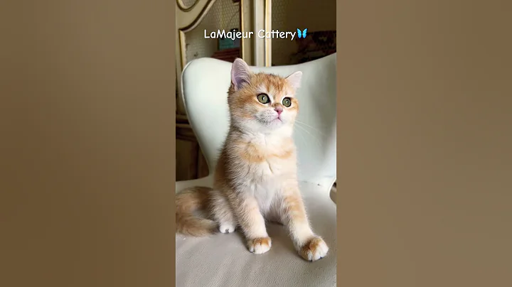 Video 4936851: british shorthair female, cat kitten cutecat, golden chinchilla kitten