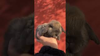 🐰💕 Meet The Cutest Lop Eared Rabbit You'll Ever See  Animal Planet 兔子 🌟📹