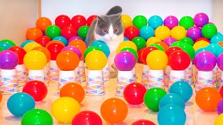 Can Cats Beat Ball Pit Challenge?