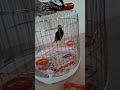 Nuôi nhồng cũng khá hay. #nhồng #birds