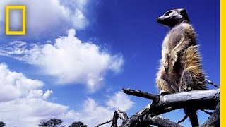 Revenge of the Meerkat | Nat Geo Live