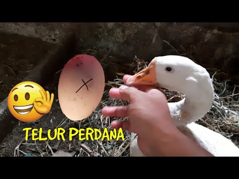 Video: Kapan angsa bertelur?