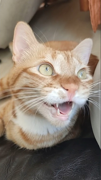 orange cat chat || ekekekkekkek