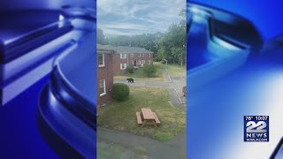 VIDEO: Bear reports rising in western Massachusetts