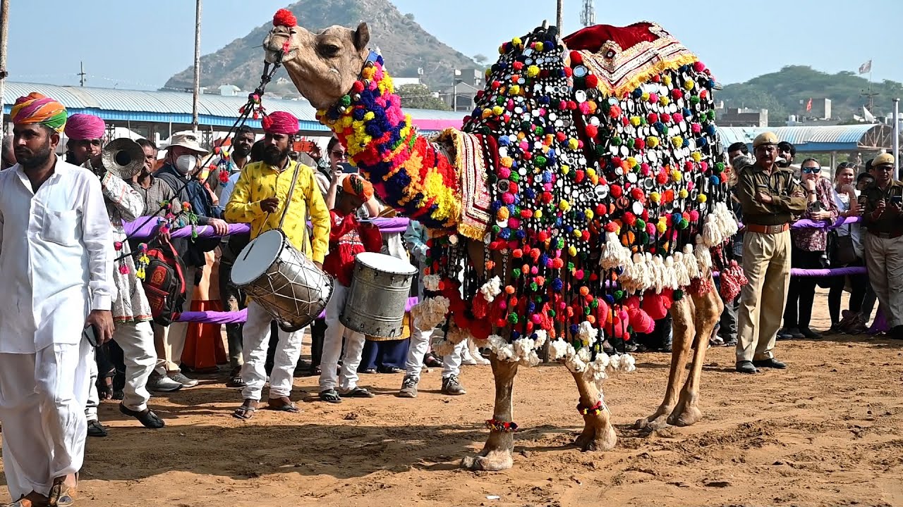 Camel Decoration Compitition at Pushkar Camel Fair Mela Rajasthan 