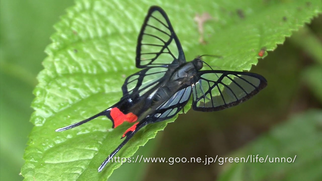 シジミタテハ「5種」 シジミタテハ「5種」 【公式通販】