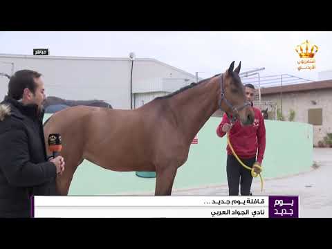 قافلة يوم جديد نادي الجواد وطرق العناية بالخيول العربية