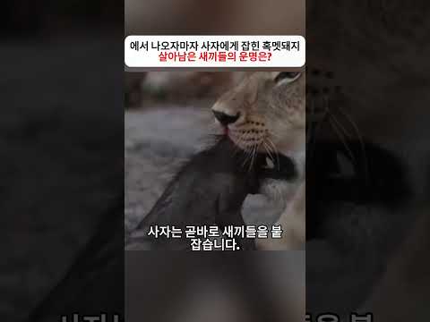 에서 나오자마자 사자에게 잡힌 혹멧돼지 살아남은 새끼들의 운명은? #혹멧돼지 #사자 #표범 #하이에나 #야생동물 thumbnail