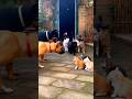 cat ruk jao Tumhara papa ko bulata hun🫢#cat #shorts