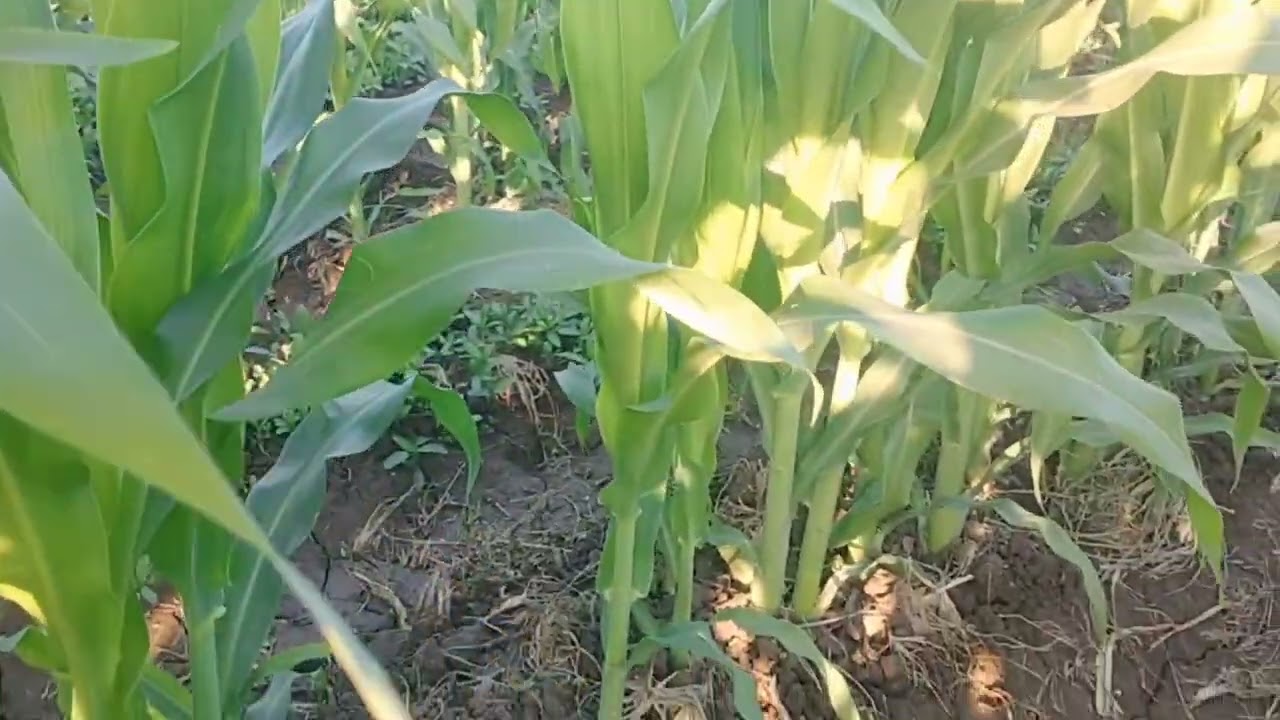 زراعة الذرة الصفراء بطريقة مختلفة عن الطرق التقليدية والتي تعمل على زيادة الإنتاج ثلاث اضعاف