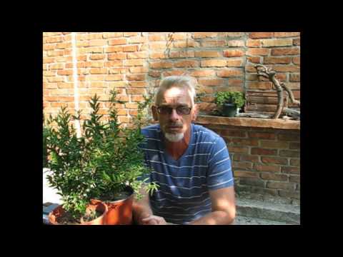 Гранат. Высаживаем в