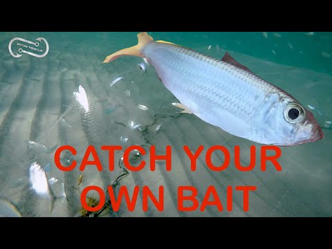 HOW TO CATCH