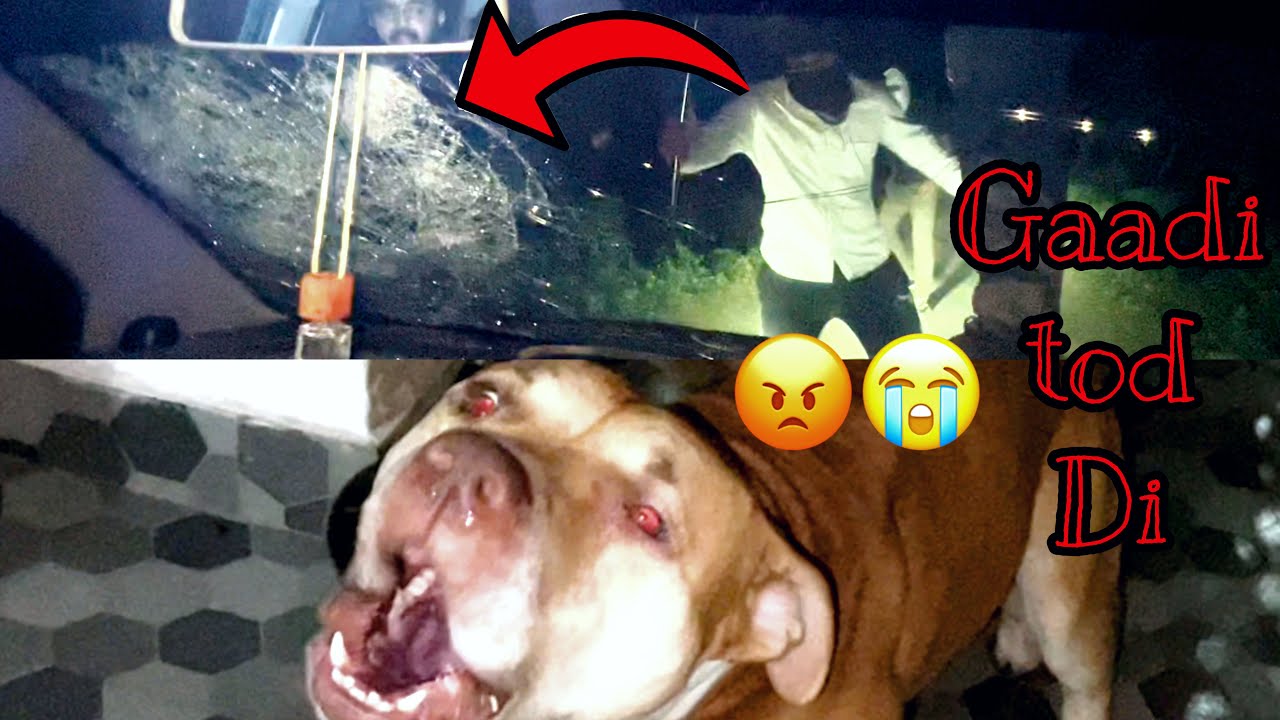 Gaadi tod di 😡😭| pitbull ne bacha liye |Albadi vlogs