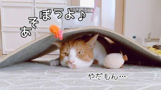 愛猫がモグラになっちゃったので玩具で誘い出そうとしたらこうなりました 笑