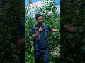 Tez o’suvchi novdalar daraxtga qanday zarar keltiradi?