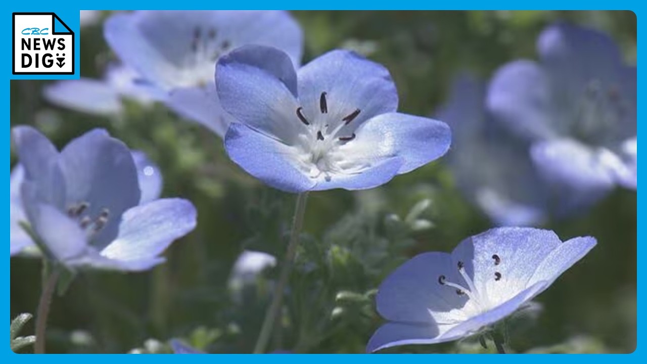 Nemophila flowers are in full bloom at a tourist farm in Shima