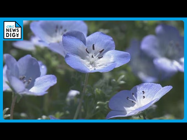 Nemophila flowers are in full bloom at a tourist farm in Shima