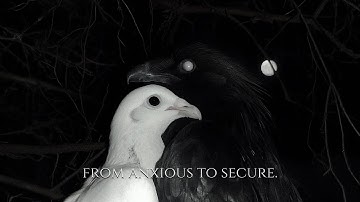 ╭ SHIFT ANXIOUS ATTACHMENT TO SECURE ✦ 396Hz + 639Hz ╮