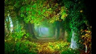 Frederic  Chopin - Mysterious  Forest