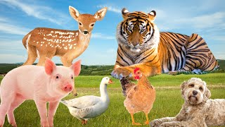 Wildlife Life - Tiger, Deer, Bear, Elephant, Monkey - Animal Sounds by Animal Moments 71,804 views 1 year ago 9 minutes, 9 seconds