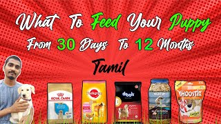 நாய் குட்டி உணவு பழக்கம் | What to Feed Your Puppy from 30  Days to 12 months | Tamil