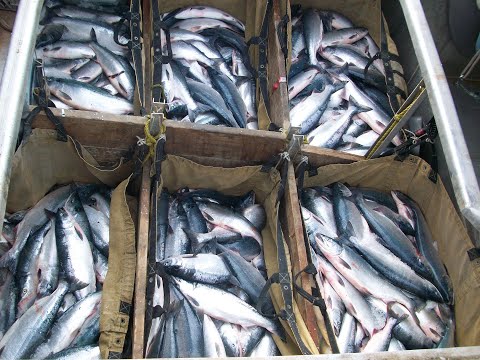 Alaskan Commercial Fishing