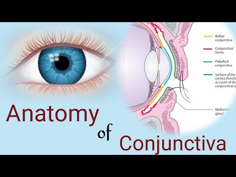 Anatomy of Conjunctiva || conjunctival parts and layers ||Human eye